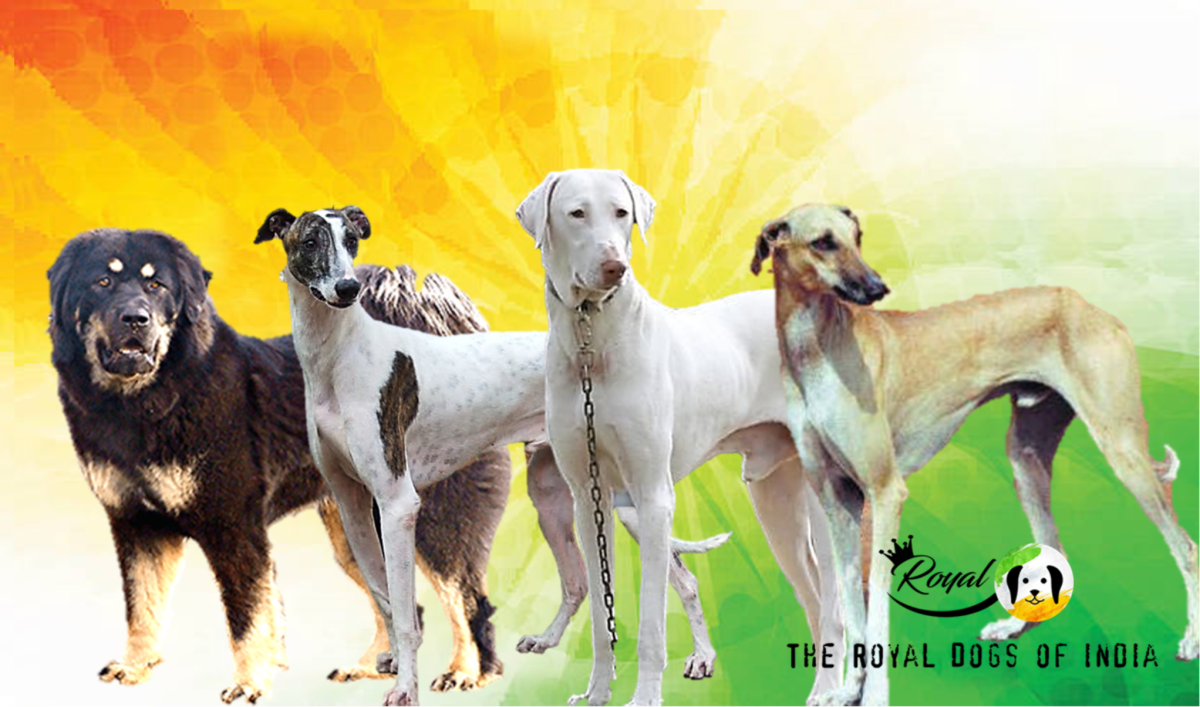 The Royal Dogs of India