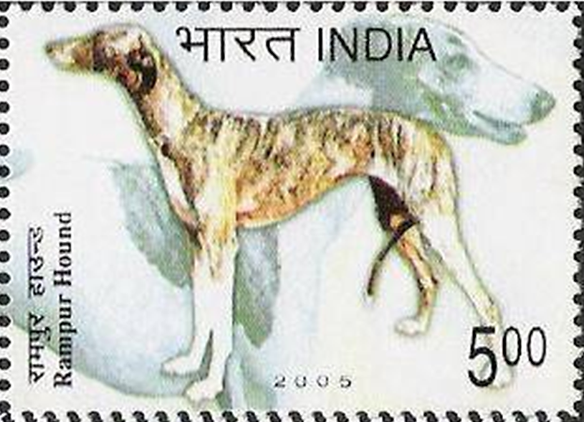 Postage Stamp Issue on the name of   Rampur Greyhound
