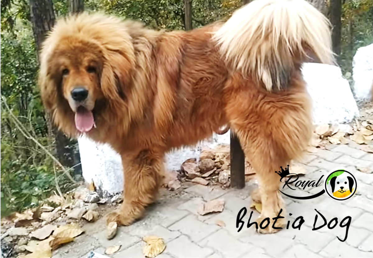 Royal Indian Bhotia Dog