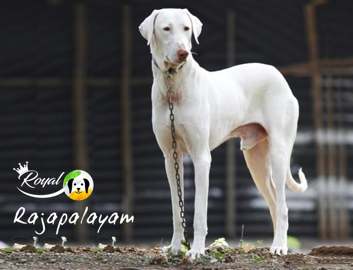 Rajapalayam Dog