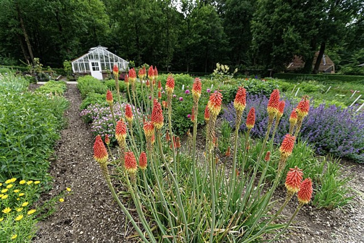 How to Grow Red Hot Poker (Torch Lily)