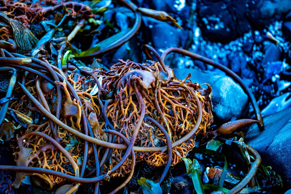 Sea Spaghetti under sea water