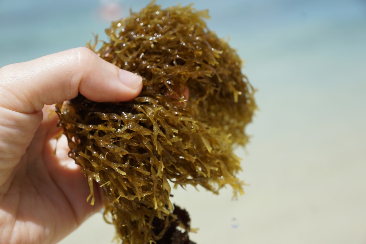 Brown Seaweed, a Highly Useful Element to Reduce Obesity and Related Health Disorders