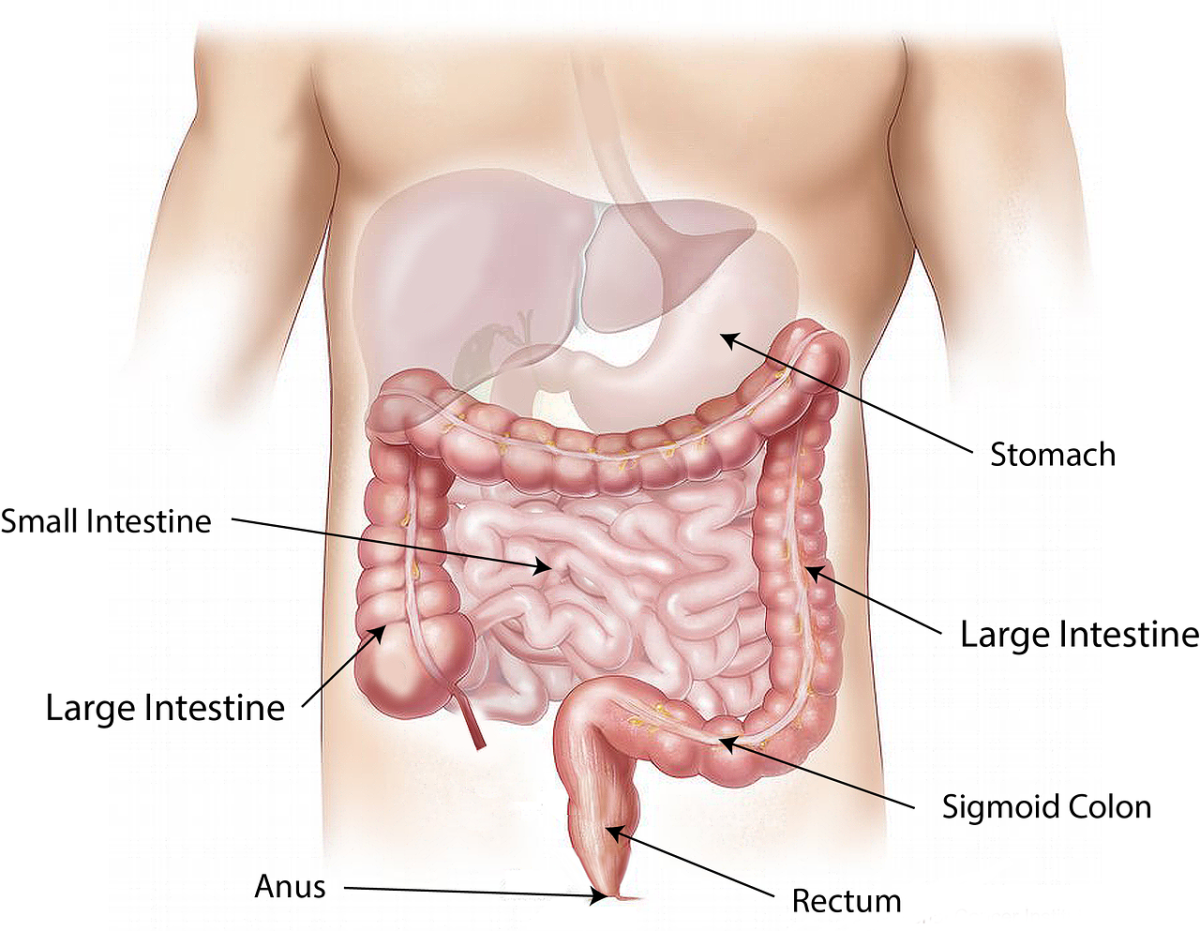 Outline of the Digestive System
