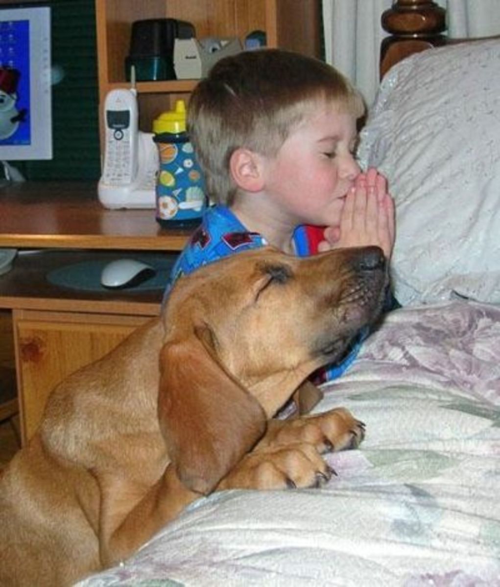 September 7th - Praying Dog