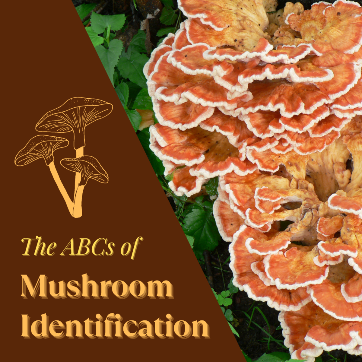This article will provide beginners with a wide range of introductory information to the world of mushroom identification.