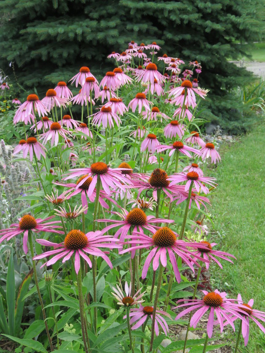 What Are The Benefits of Echinacea