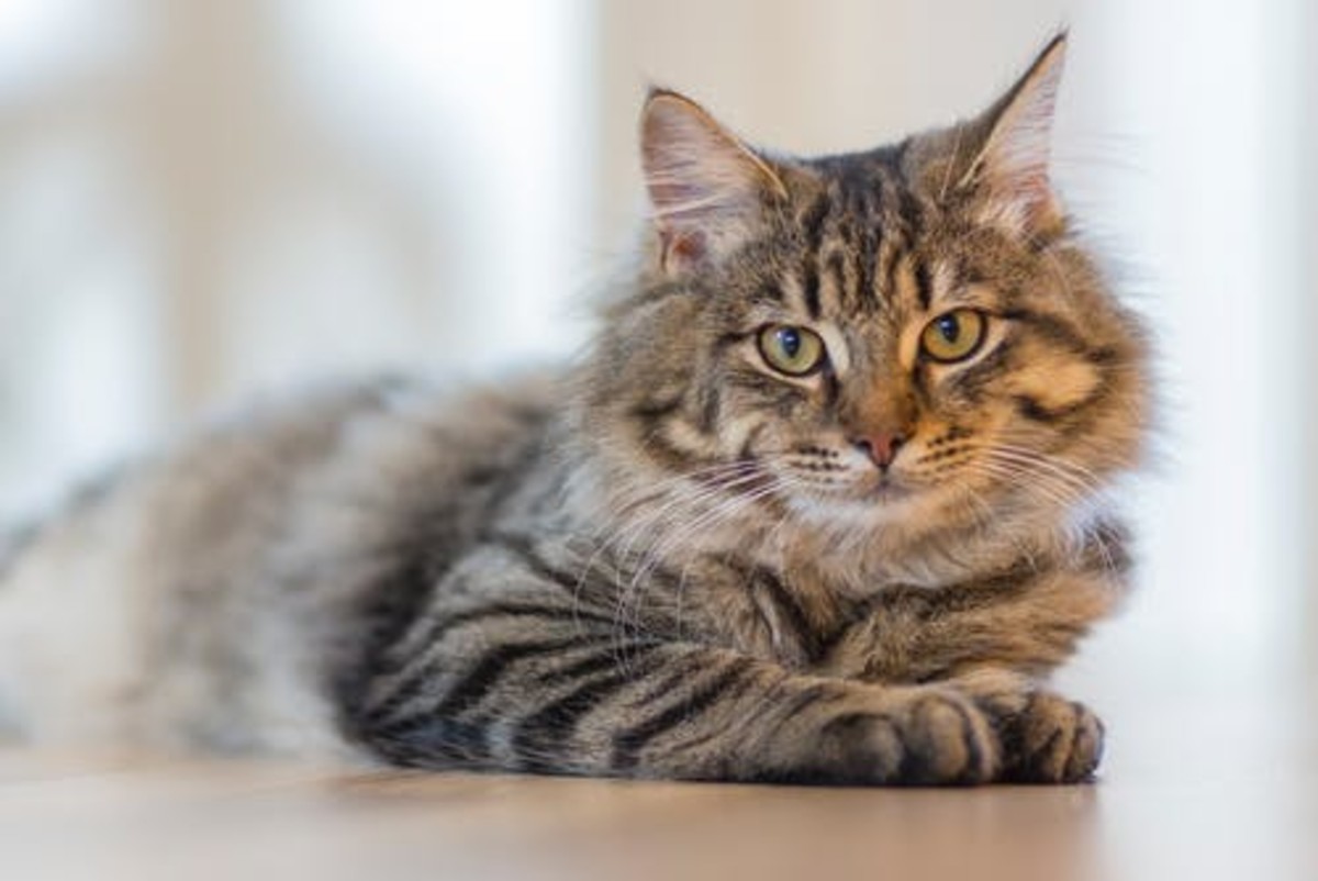 7 Things Your Cat Is Trying To Tell You