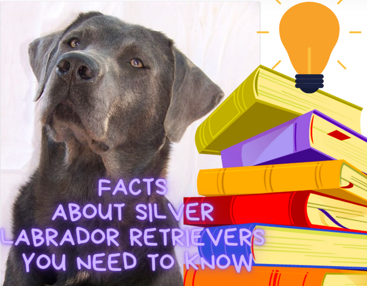 9 Facts About Silver Labrador Retrievers