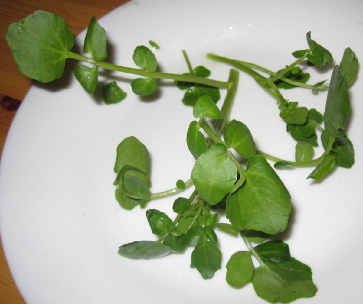 Health benefits of eating watercress and a recipe for raw watercress sauce / dressin