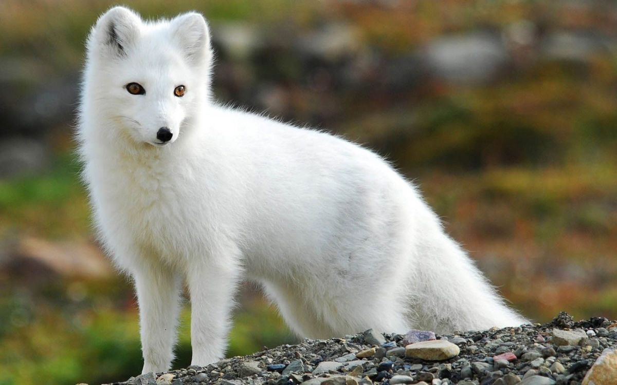 The Arctic Fox