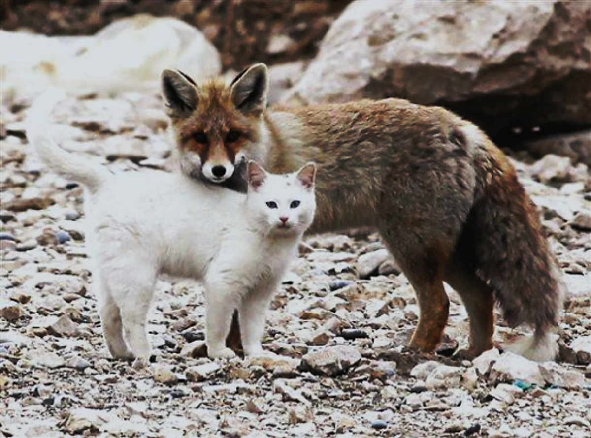 the-7-cat-like-behavior-in-fox