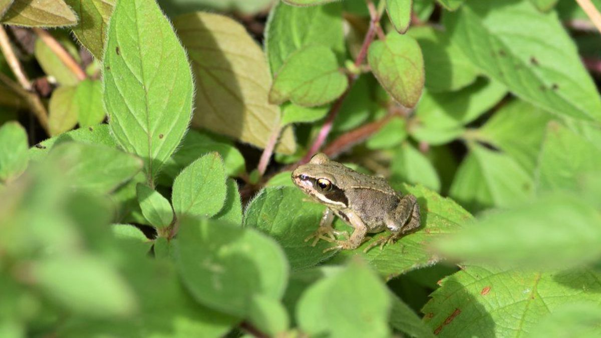 frogs-and-toads-the-first-inheritors-of-land