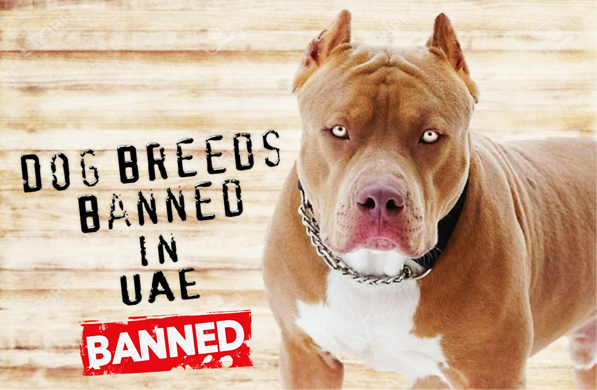 11 Dog Breeds Banned or Restricted In UAE (United Arab Emirates)