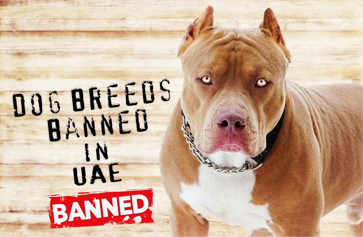 11 Dog Breeds Banned Or Restricted In UAE United Arab Emirates HubPages