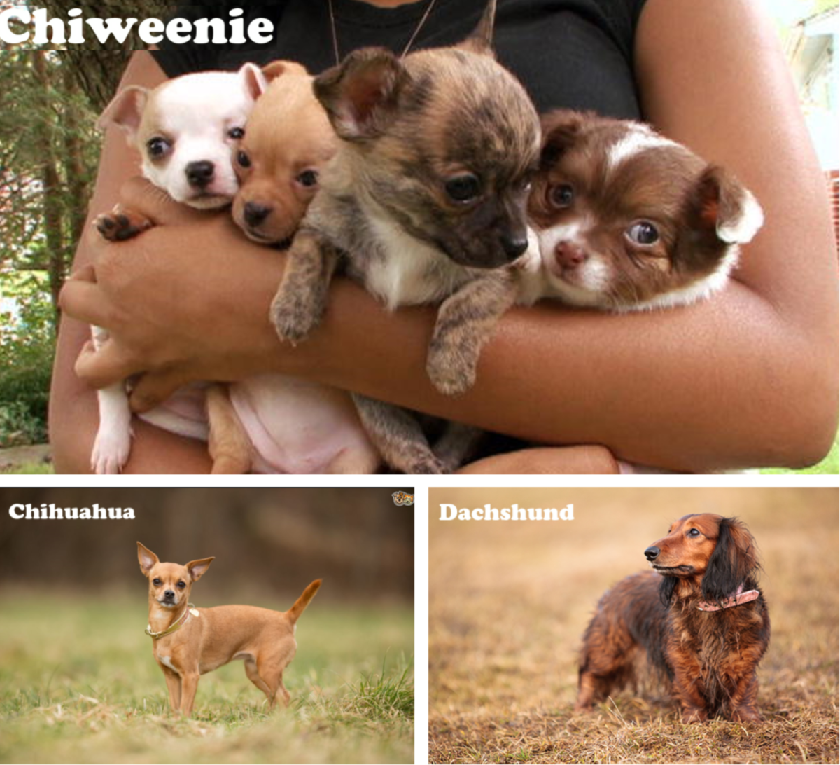 Chiweenie, Chihuahua and Dachshund mix