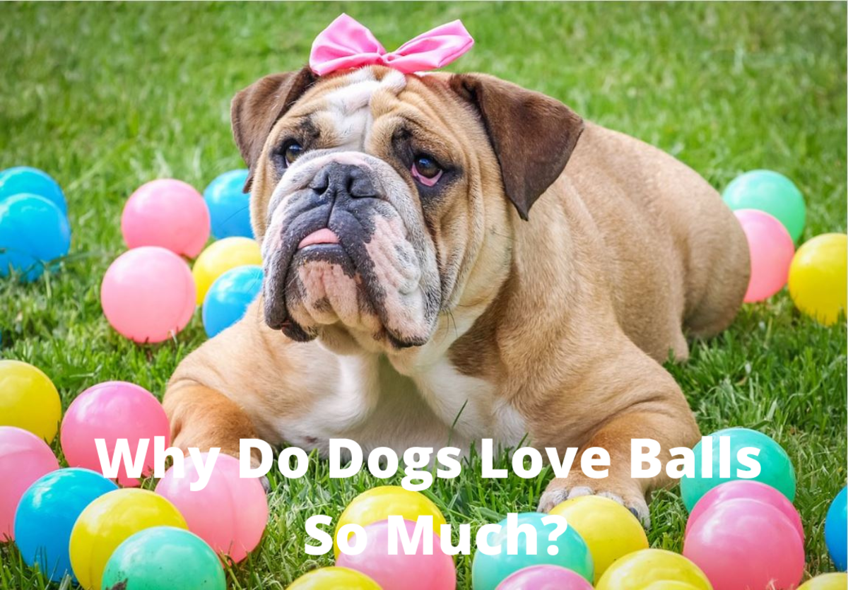 Science Explains Why Dogs Love Balls So Much (and Why Some Get Obsessed)