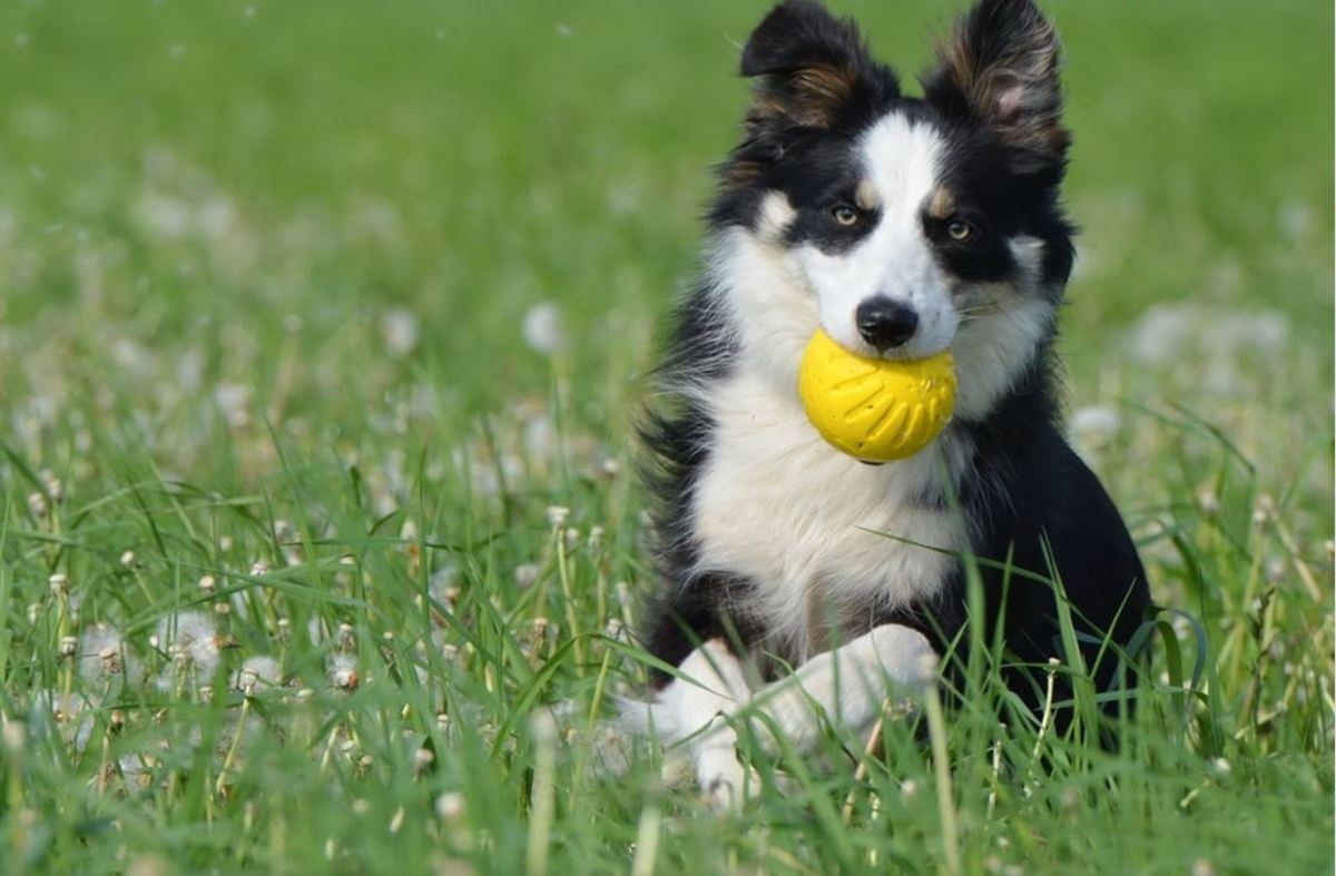Yellow balls for dogs should become more and more popular in the future. 