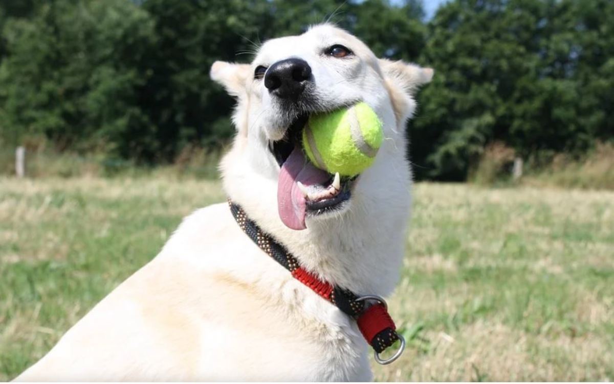why do dogs love balls so much