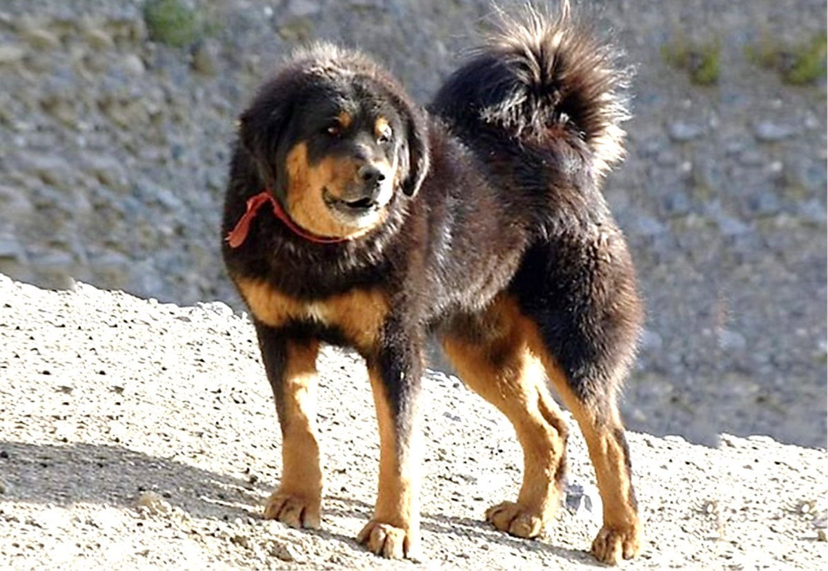 Bhotia (Himalayan Sheepdog): Dog Breed Information, Facts and Characteristics