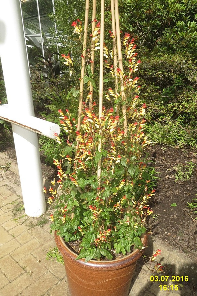 Mina lobata can be grown in a container if you provide it with something to climb.