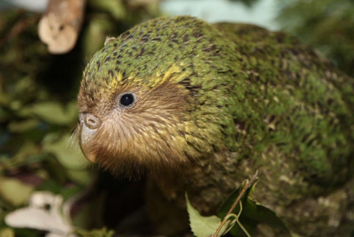 The mighty kakapo.
