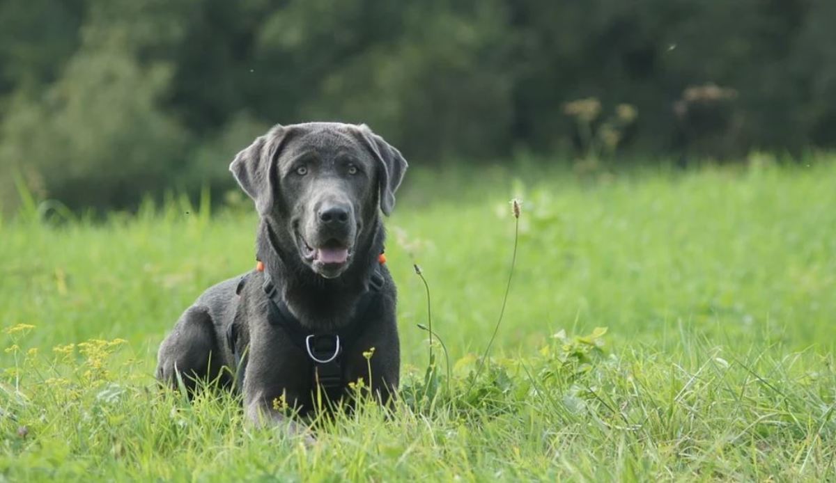 the-truth-about-silver-labrador-retrievers