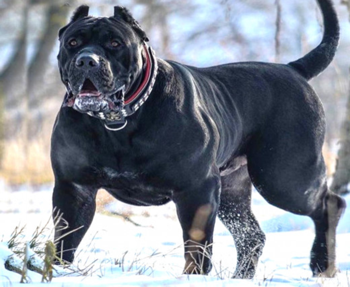 Some dog breeds are just not right for inexperienced dog owners,