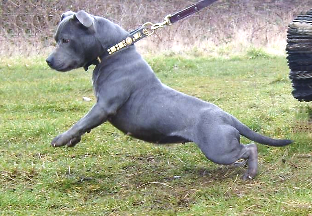 Staffordshire Bull Terrier 