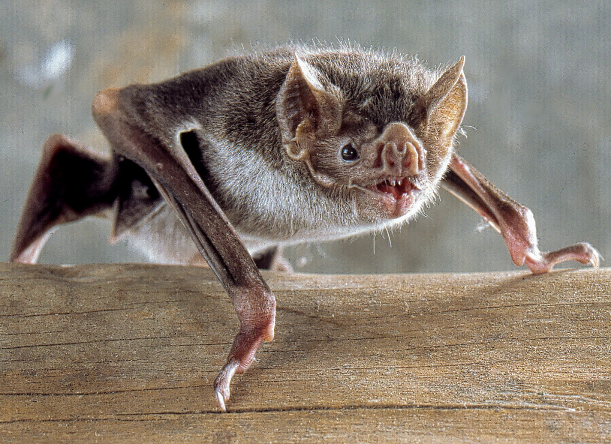 Vampire Bat photo courtesy Wikipedia