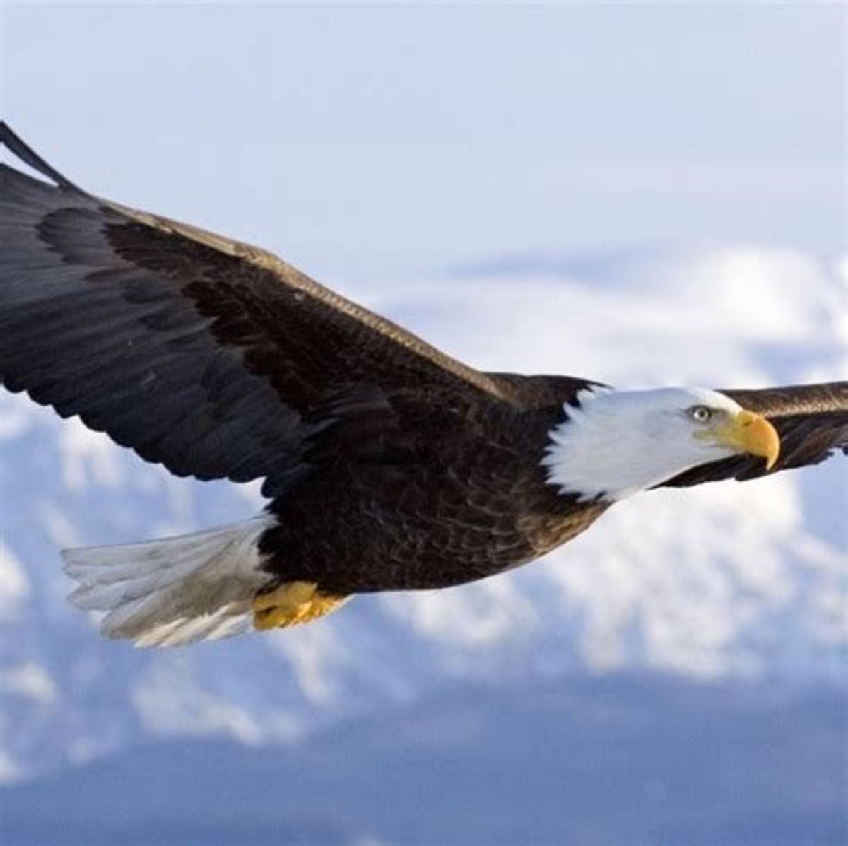 Eagles Are Born to Fly High
