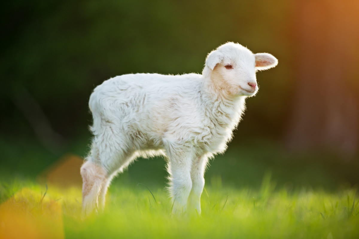Jesus: Our Passover Lamb- Exodus 12