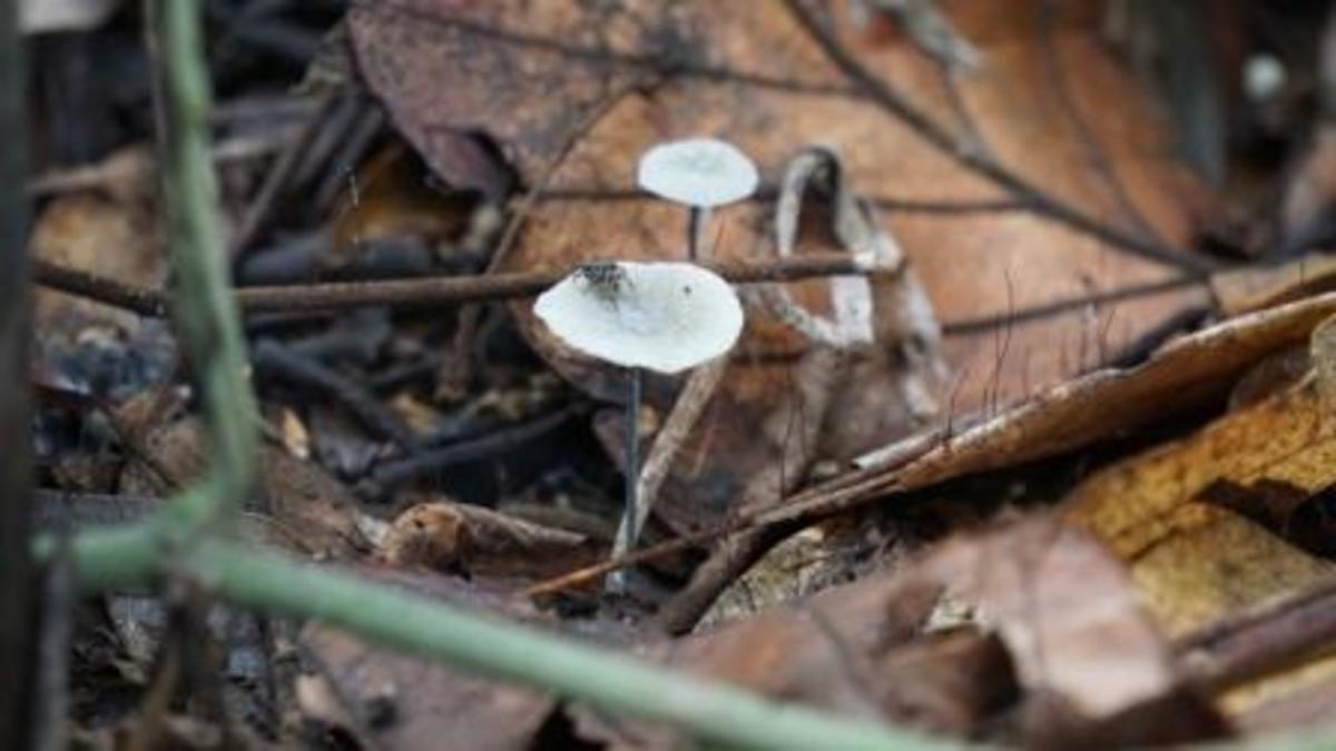 The Secret World of Wild Mushrooms