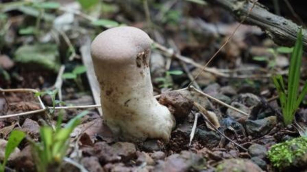 mushroom-mania