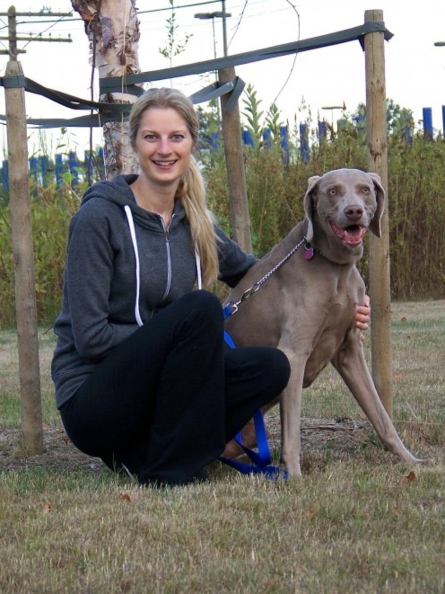 Train a Rescue Dog to Enjoy Play