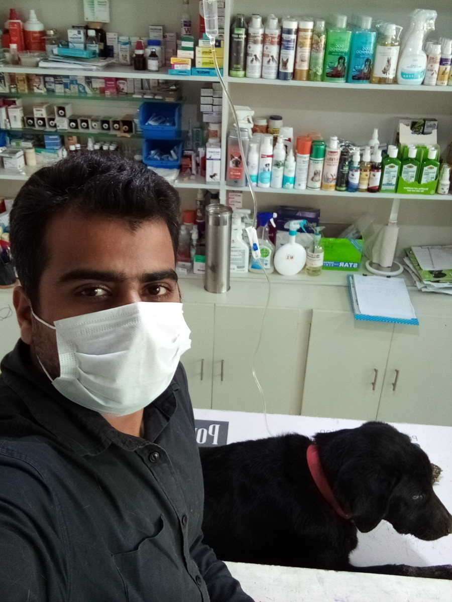 Me treating a dehydrated Labrador retriever
