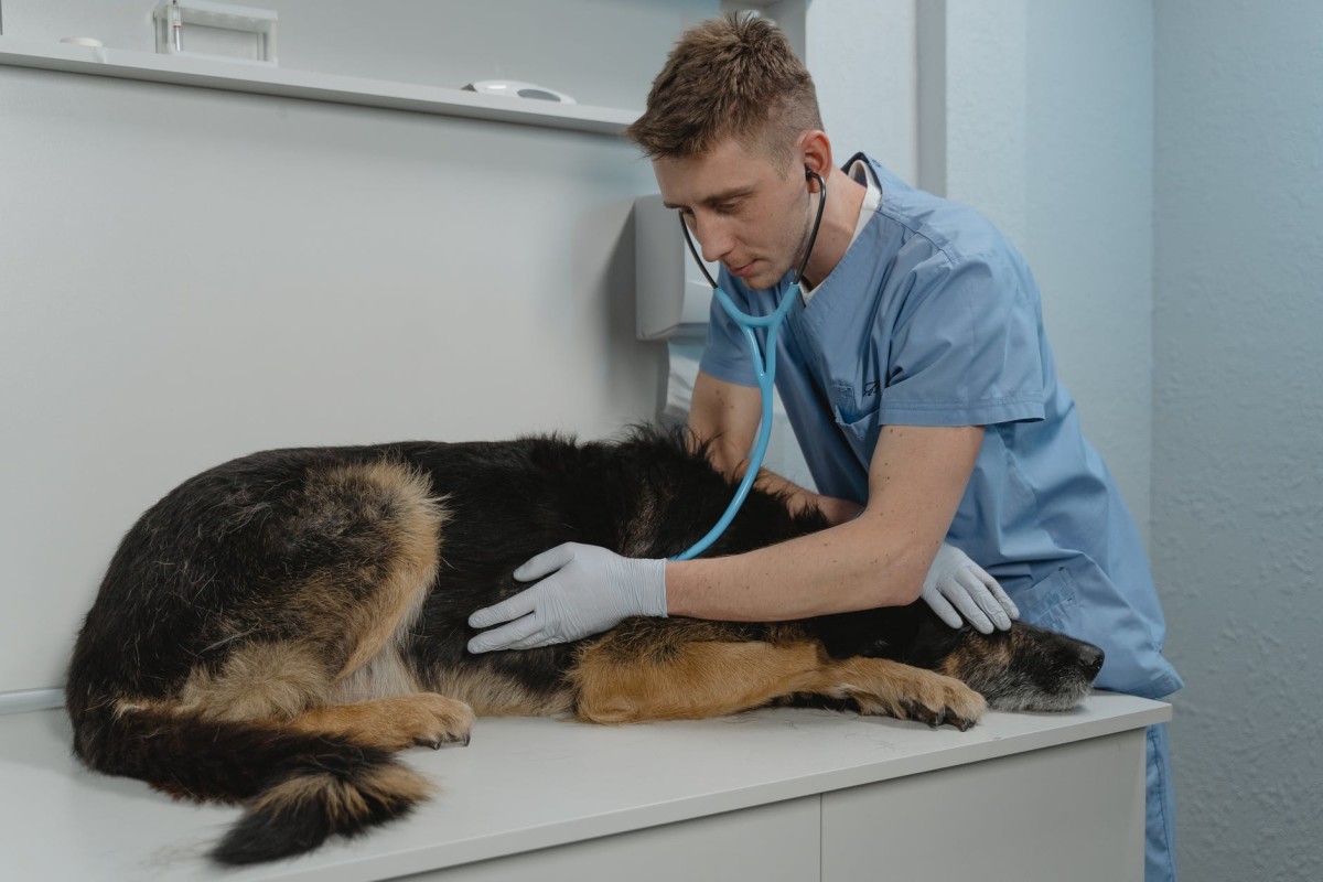 A vet auscultating heart sound of a dog 