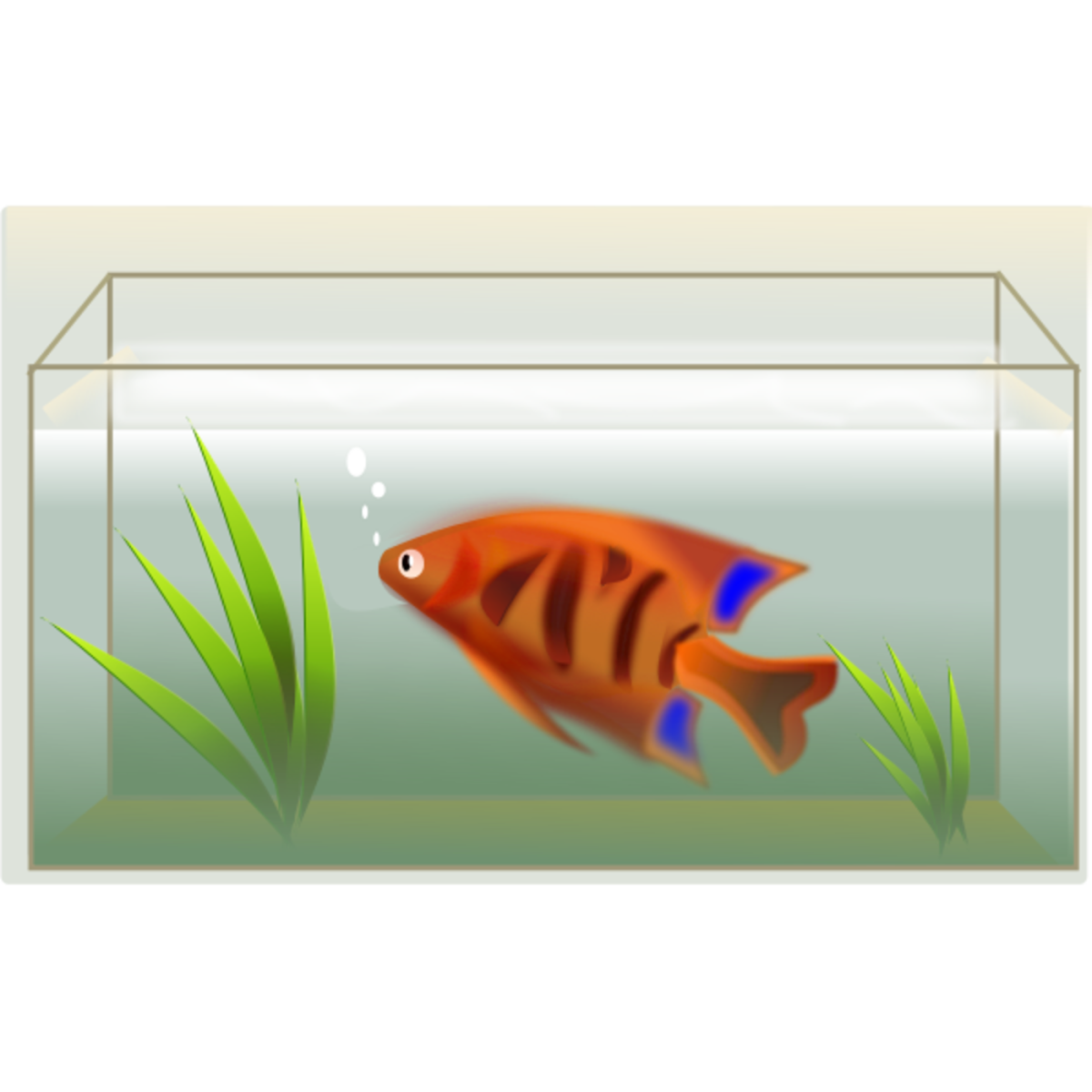All-Glass Aquariums Benefits, Styles and Sizes