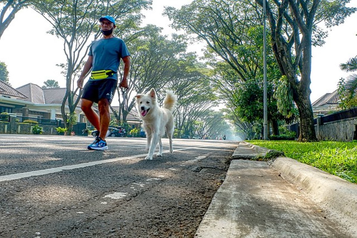Walking with pets can help get you out of your head. Let them take the lead!