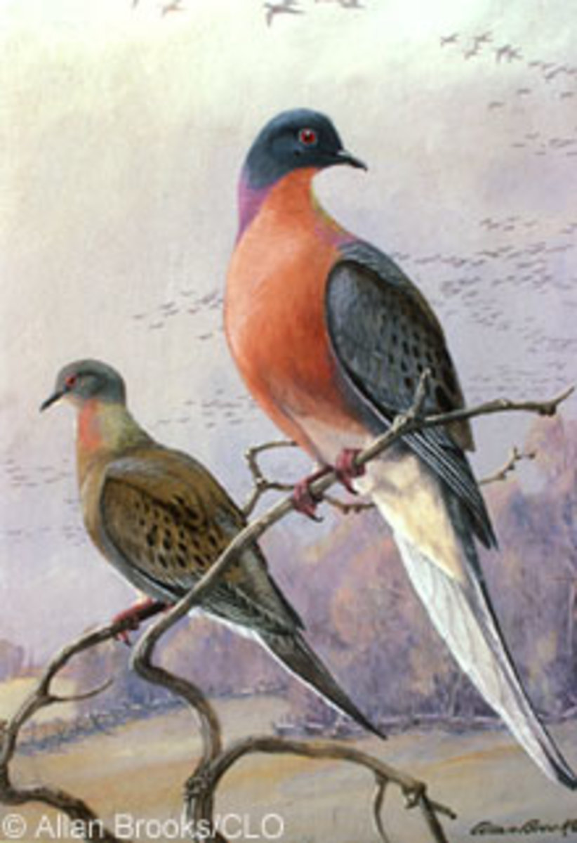Passenger pigeons were once the most populous birds on the globe, numbering in the billions. Sadly this cheap source of meat wasn't unending. We hunted them to extinction by 1914.
