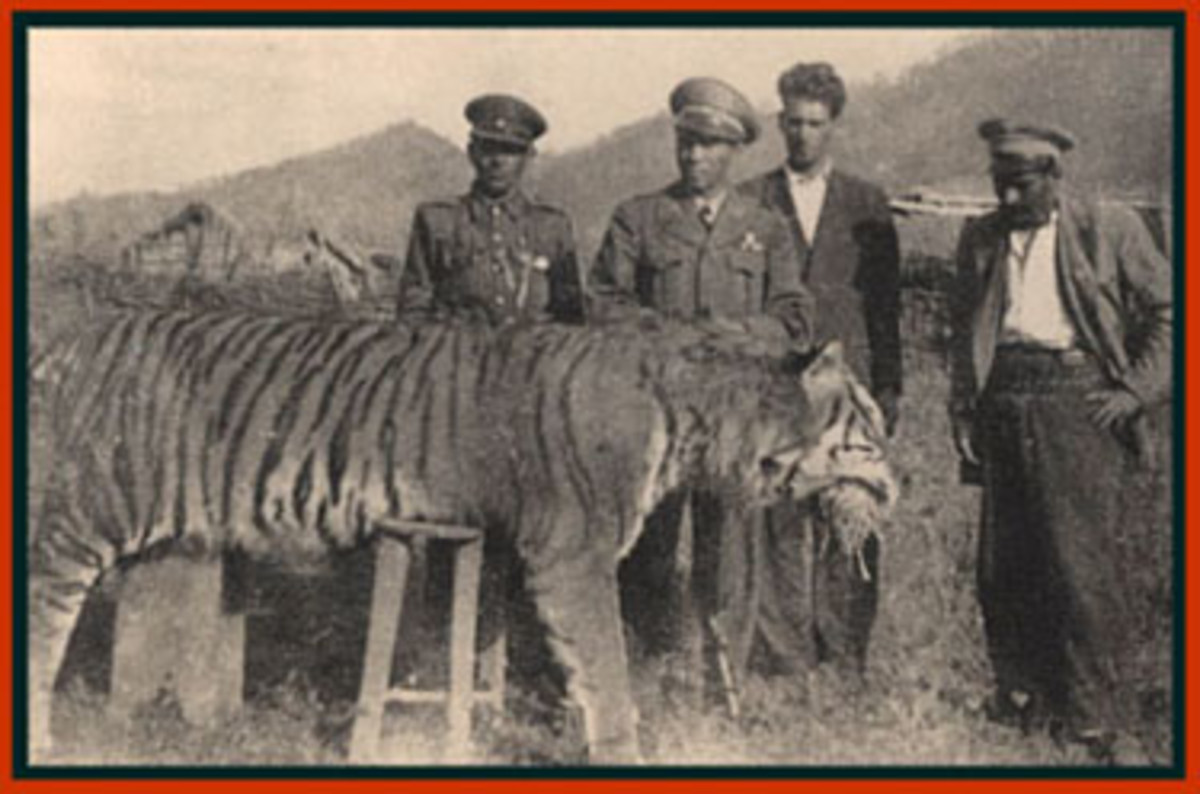 One of the last Caspian tigers, shot. They  have since gone extinct.