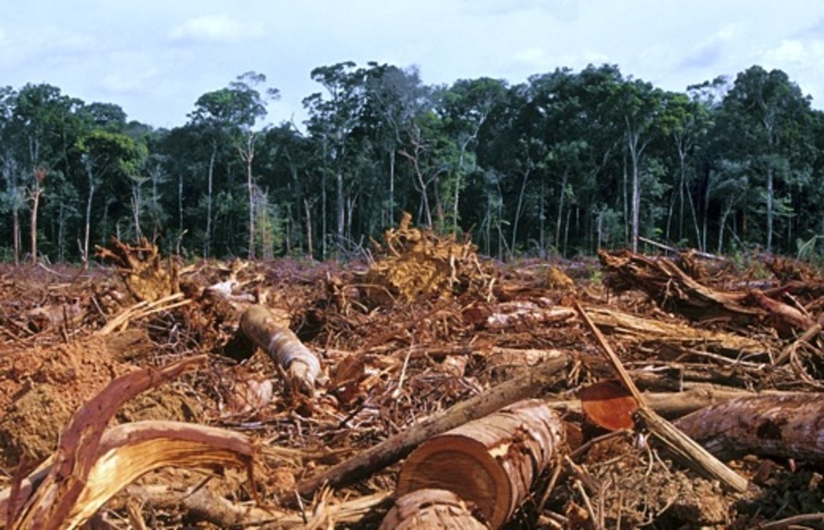 Habitat loss from logging and farming are big contenders when it comes to the extinction of thousands of species of animals. 