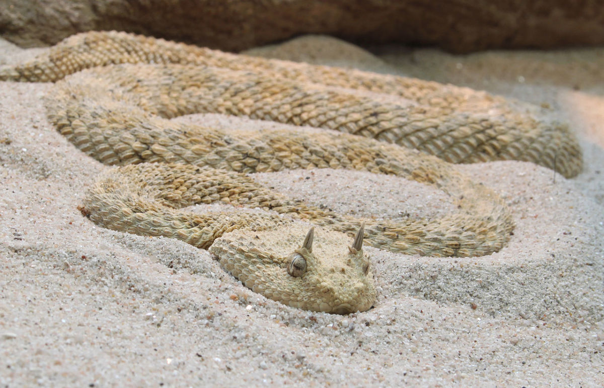 The infamous horned viper.