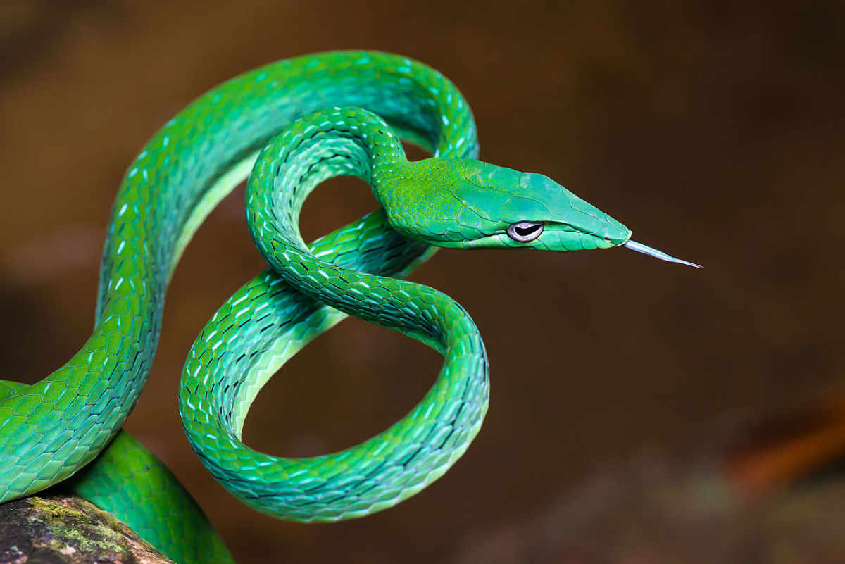 The remarkable Asian vine snake.