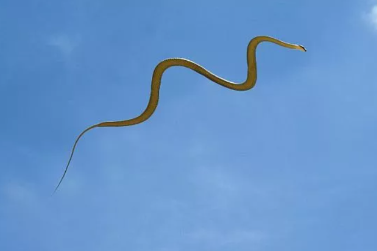 The amazing flying snake.
