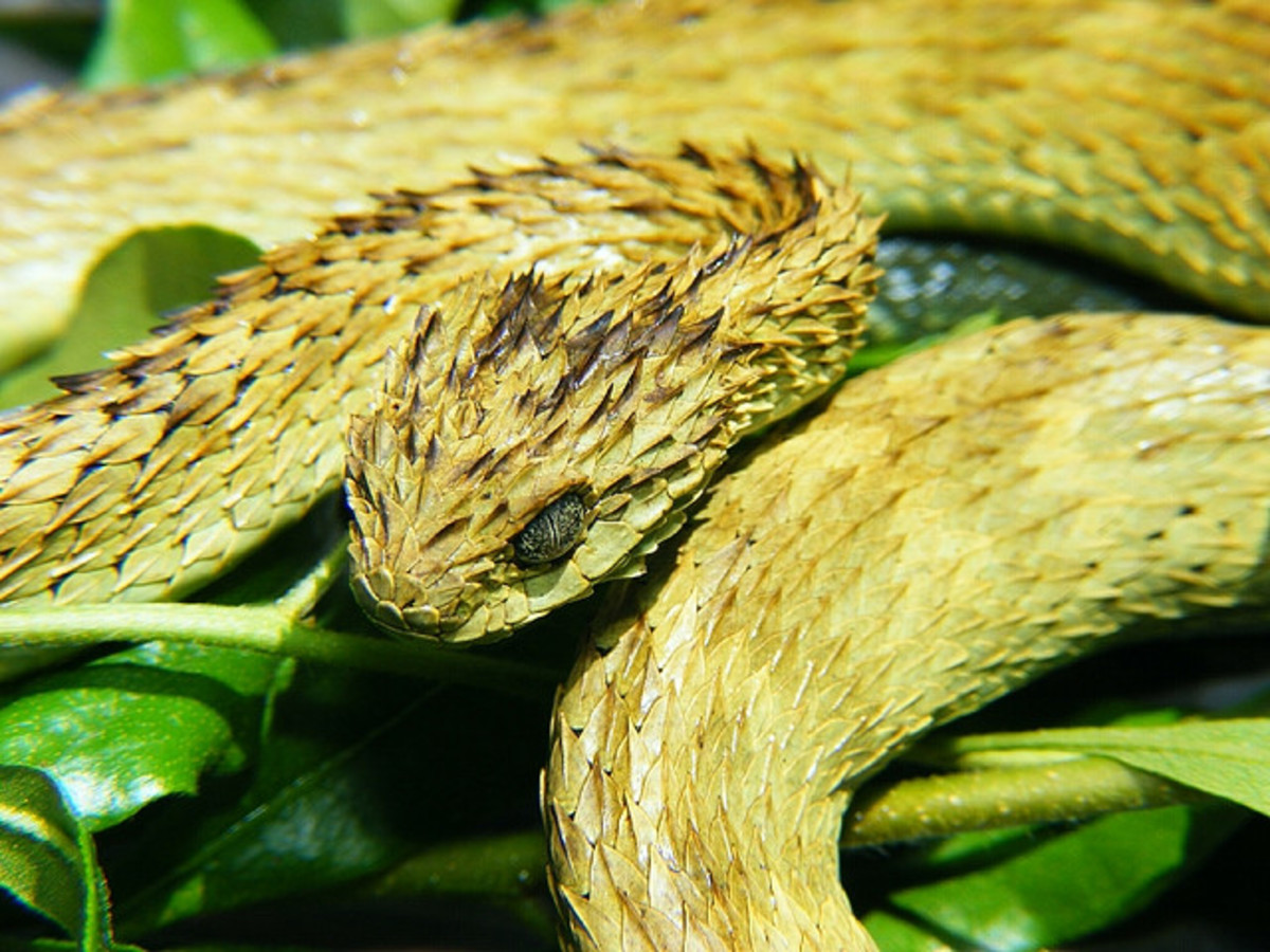 The hairy bush viper (world's most unusual snake).