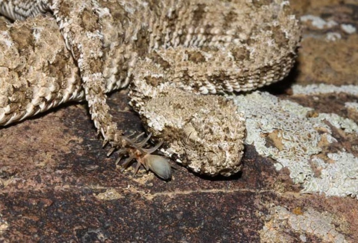 The spider-tailed horned viper in its natural habitat.  Notice its remarkable camouflage, as well as the snake's spider-like tail that it uses for catching prey. 