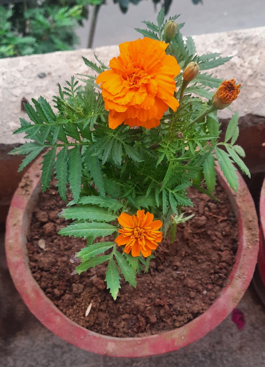 The Marigold blossoms finally appear. 