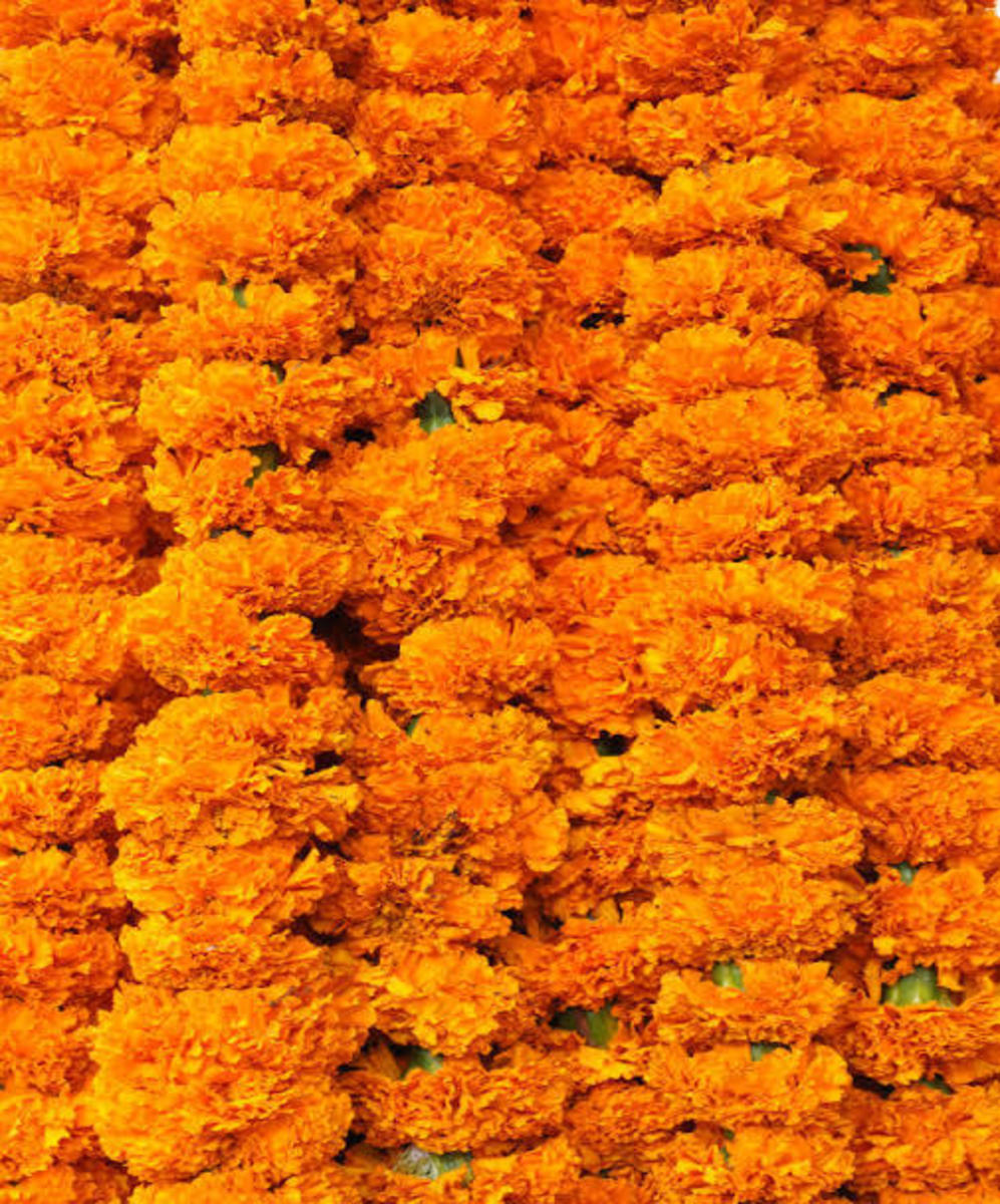 Marigold garlands 