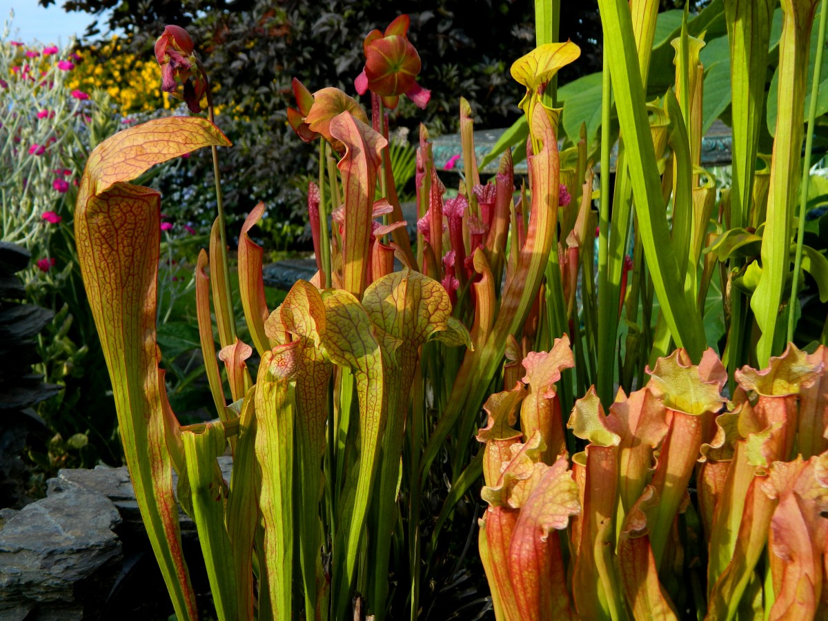 Pitcher plants are a gorgeous and unique addition to the garden. 